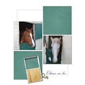 horses in stalls