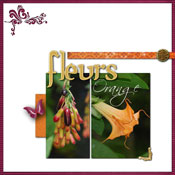 fleurs orange