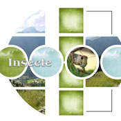 insect